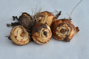 Takovéto cibulky můžete dostat.